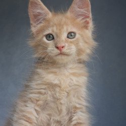Maine Coon EZ Paul1