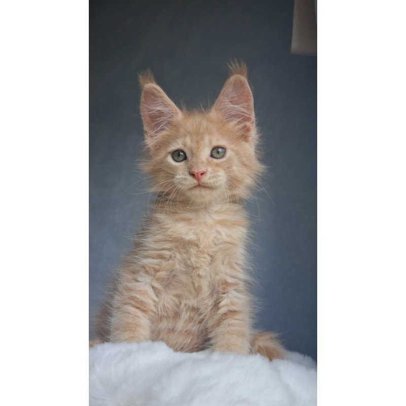 Maine Coon EZ Paul1