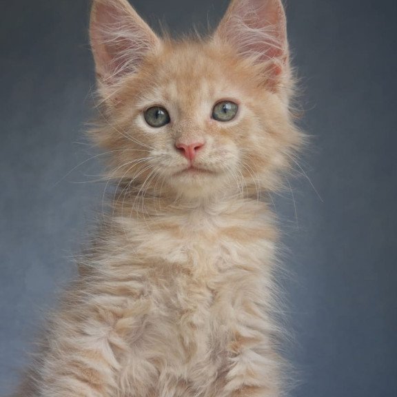 Maine Coon EZ Paul1