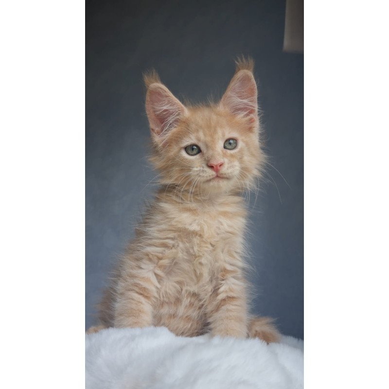 Maine Coon EZ Paul1