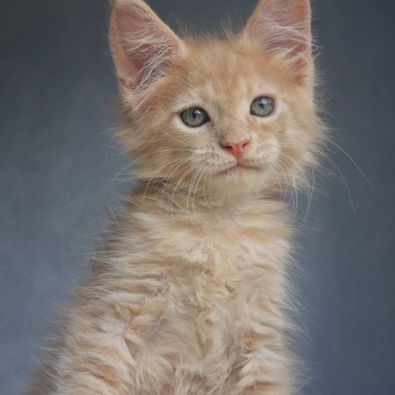 Maine Coon EZ Paul1