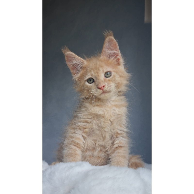 Maine Coon EZ Paul1