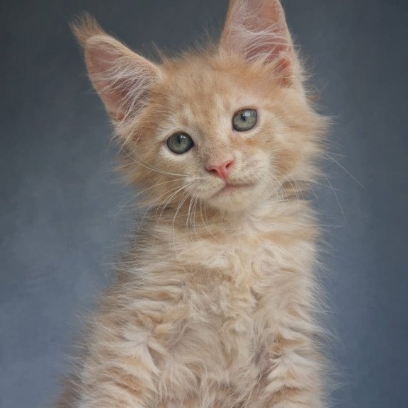 Maine Coon EZ Paul1
