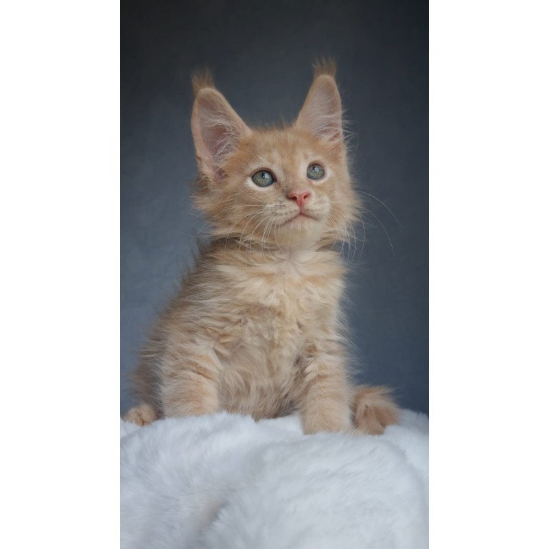 Maine Coon EZ Paul1