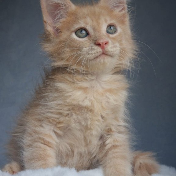 Maine Coon EZ Paul1
