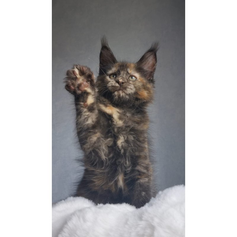 Maine Coon EZ Pandora