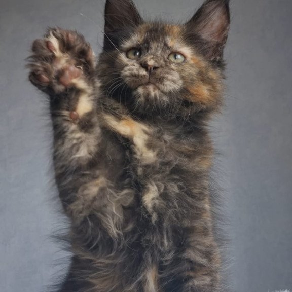 Maine Coon EZ Pandora