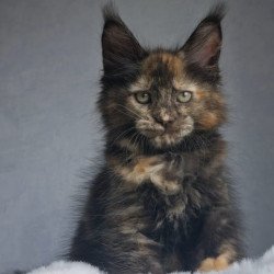 Maine Coon EZ Pandora