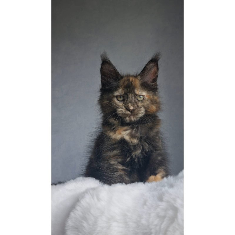 Maine Coon EZ Pandora