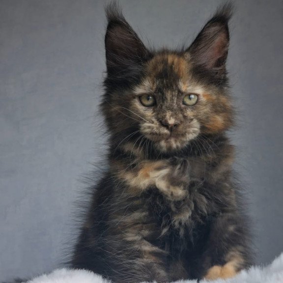 Maine Coon EZ Pandora