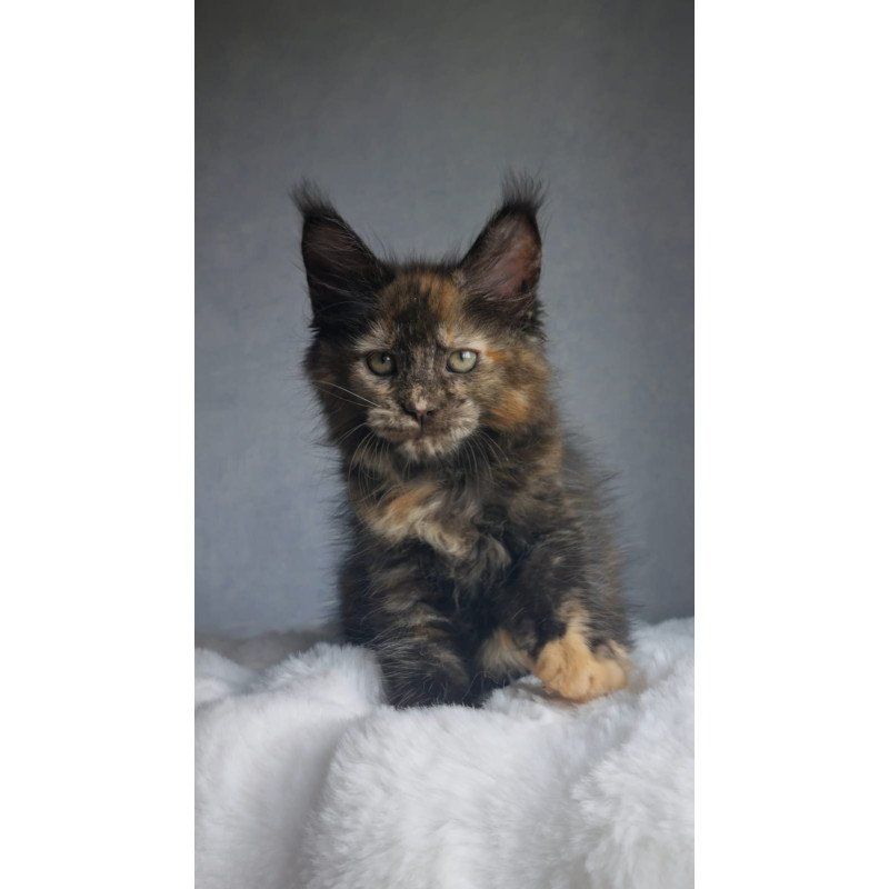 Maine Coon EZ Pandora