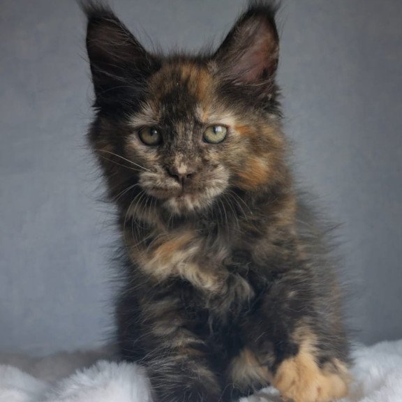 Maine Coon EZ Pandora