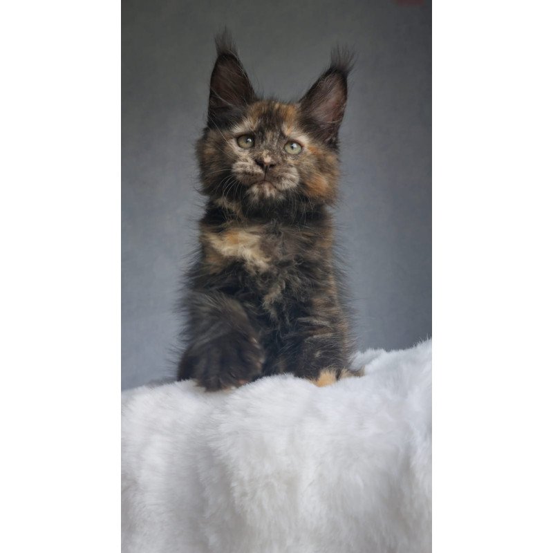 Maine Coon EZ Pandora