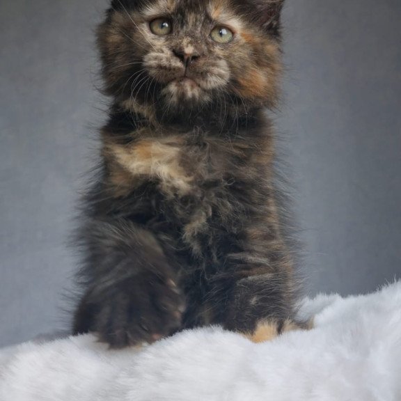 Maine Coon EZ Pandora