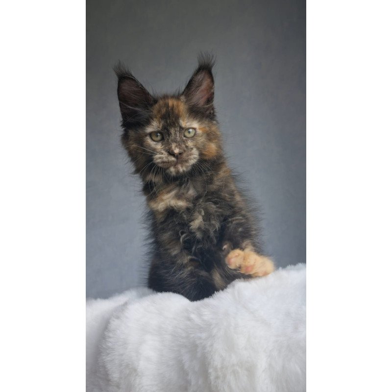 Maine Coon EZ Pandora