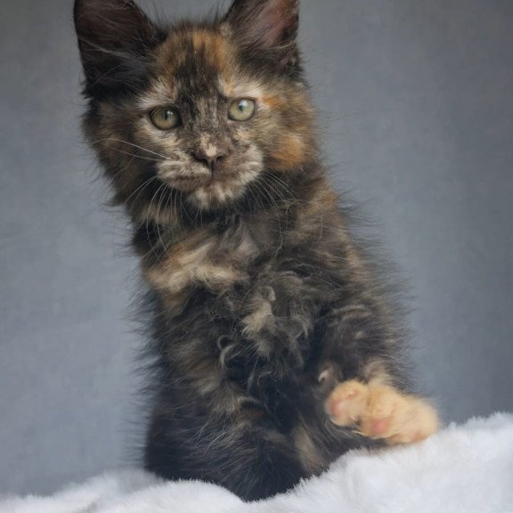 Maine Coon EZ Pandora