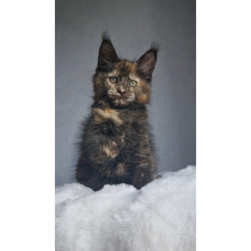 Maine Coon EZ Pandora