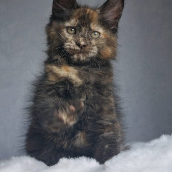 Maine Coon EZ Pandora