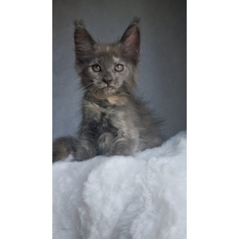 Maine Coon EZ Penelope1