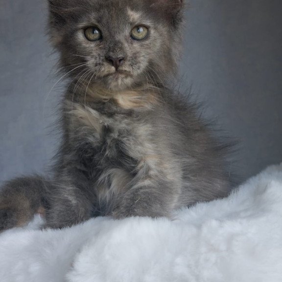 Maine Coon EZ Penelope1