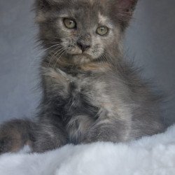 Maine Coon EZ Penelope