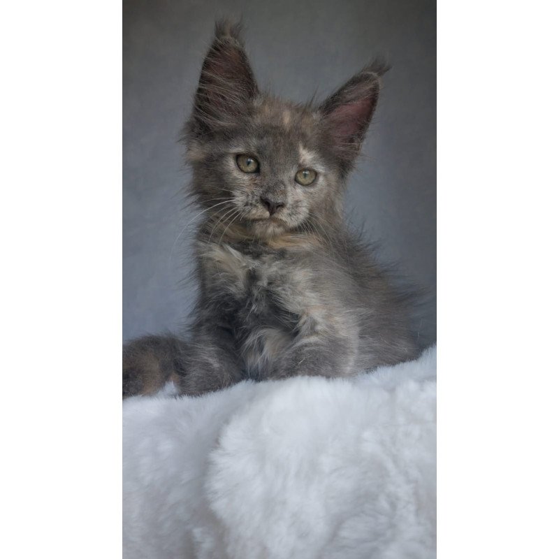 Maine Coon EZ Penelope1