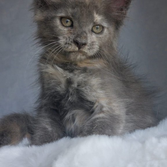 Maine Coon EZ Penelope1