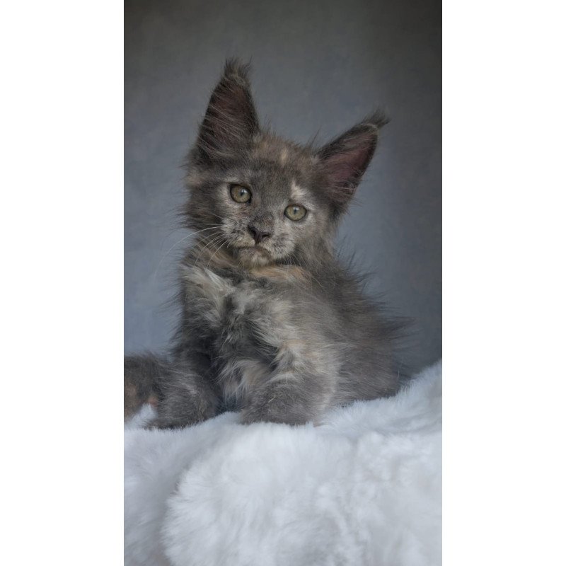 Maine Coon EZ Penelope1