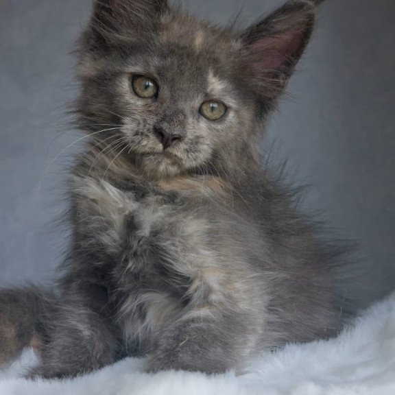 Maine Coon EZ Penelope1