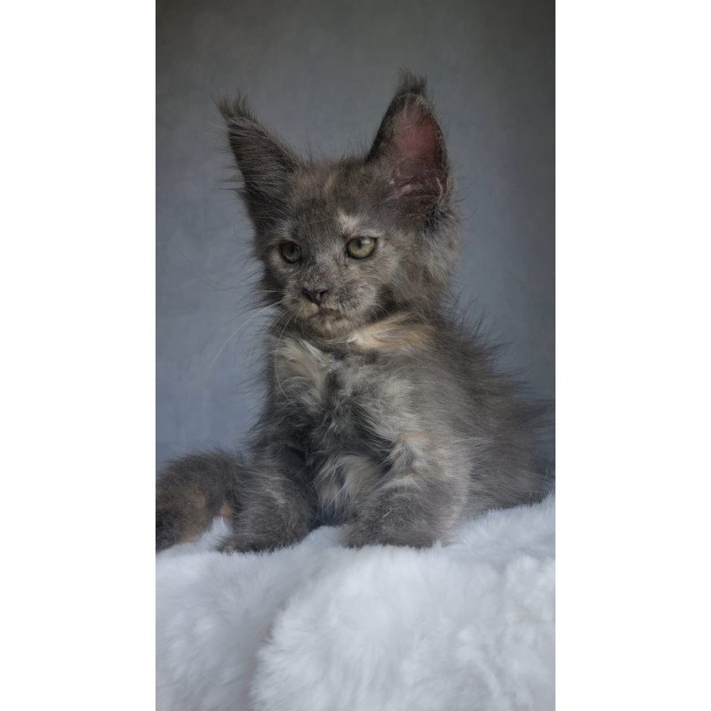 Maine Coon EZ Penelope1