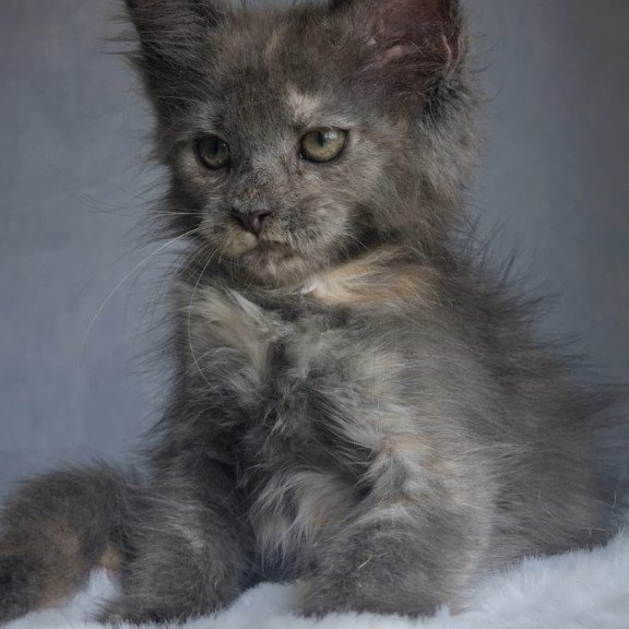 Maine Coon EZ Penelope1