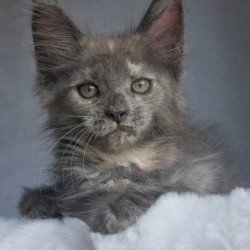 Maine Coon EZ Penelope