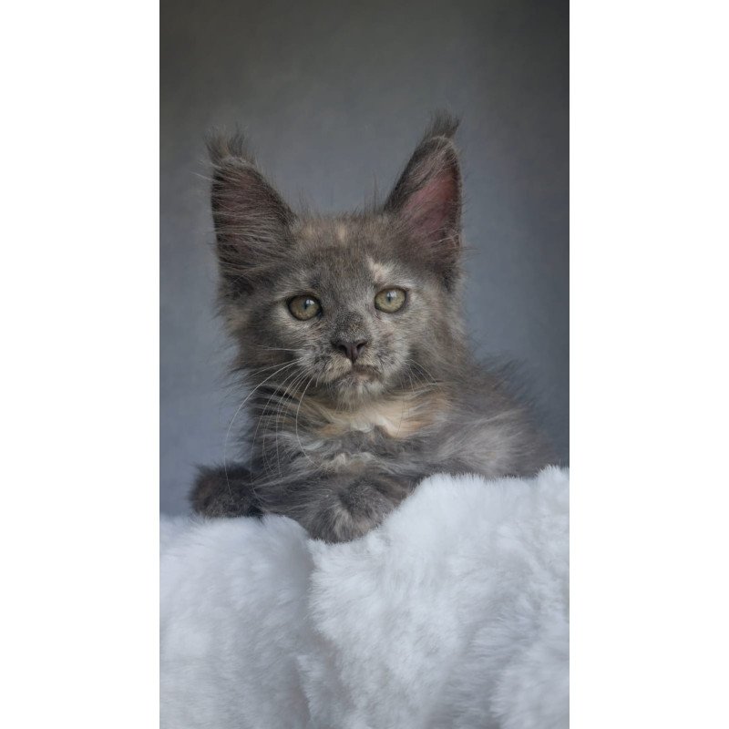 Maine Coon EZ Penelope1