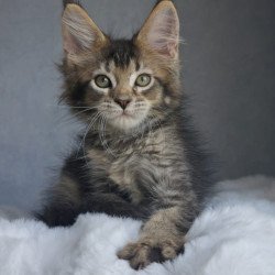 Maine Coon EZ Pilar