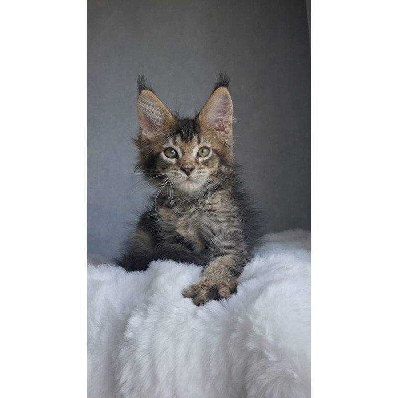 Maine Coon EZ Pilar