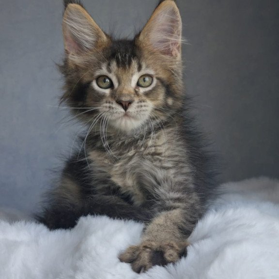 Maine Coon EZ Pilar