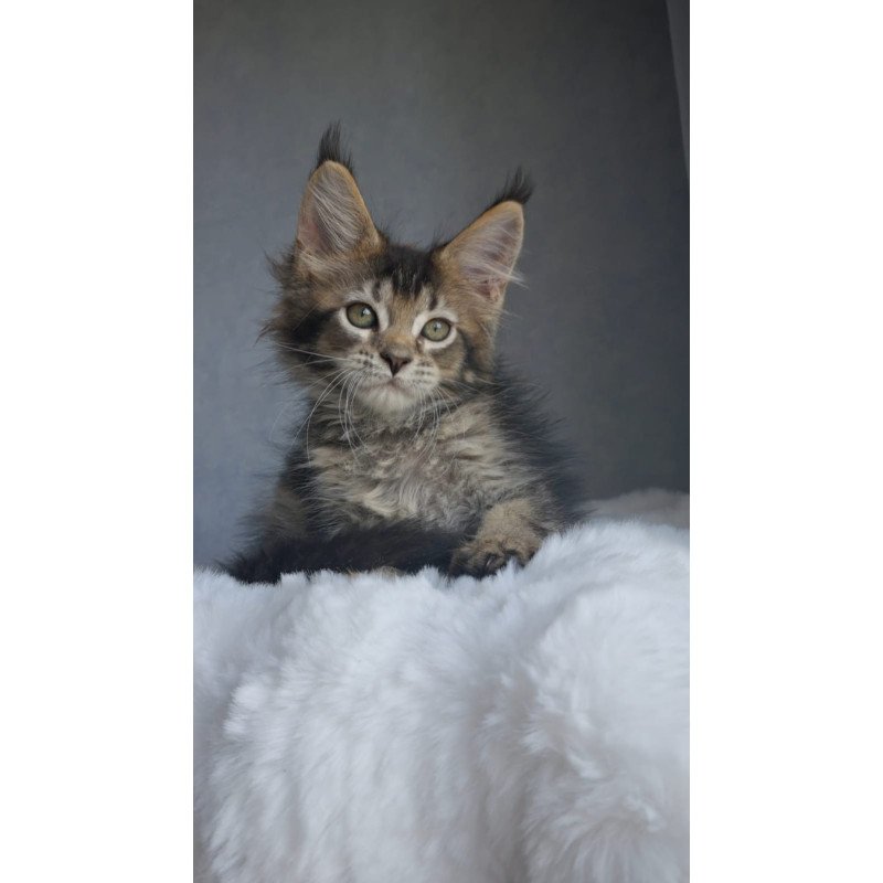 Maine Coon EZ Pilar