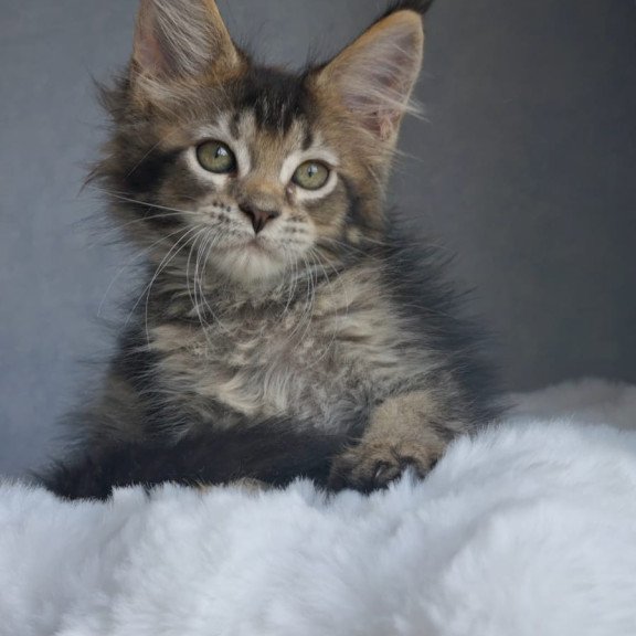 Maine Coon EZ Pilar