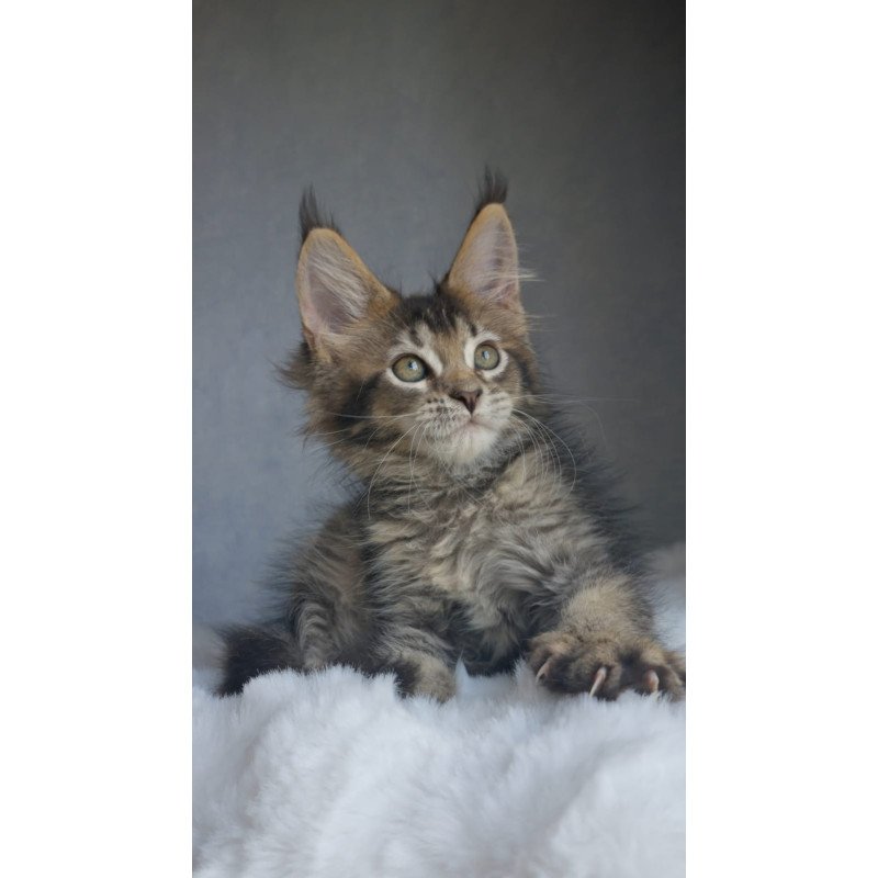 Maine Coon EZ Pilar
