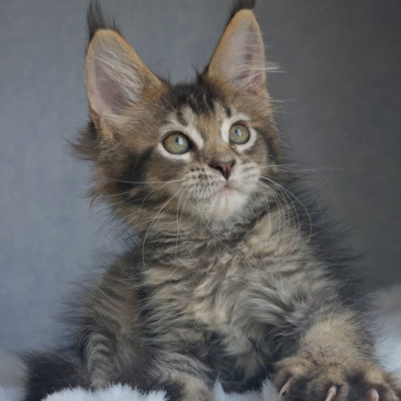 Maine Coon EZ Pilar
