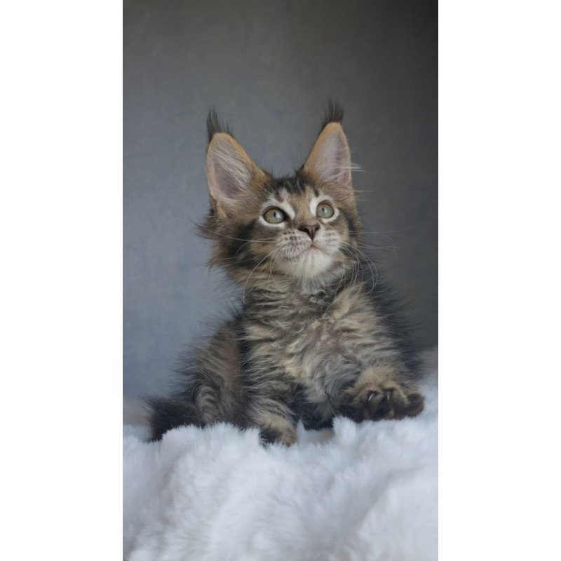 Maine Coon EZ Pilar