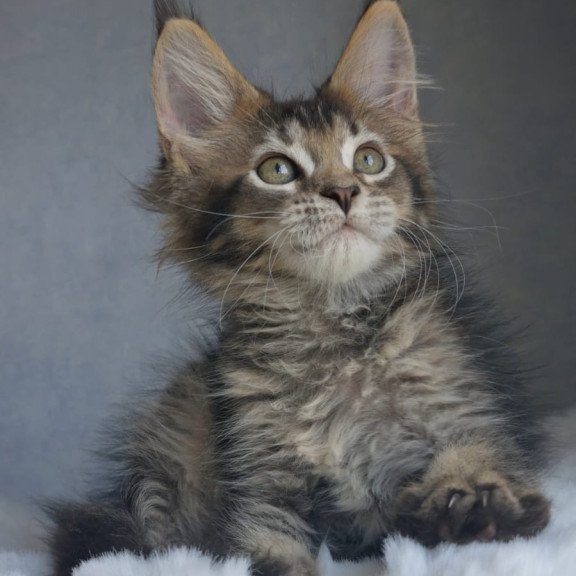 Maine Coon EZ Pilar
