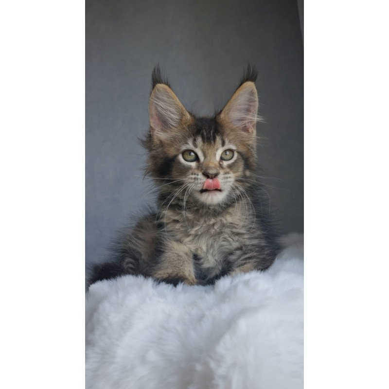 Maine Coon EZ Pilar