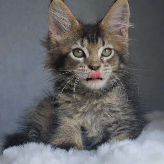 Maine Coon EZ Pilar