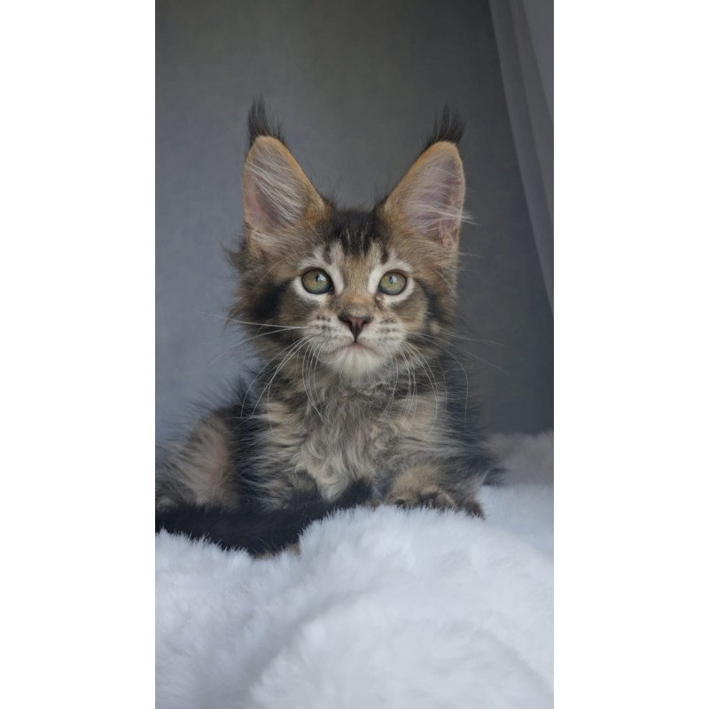 Maine Coon EZ Pilar