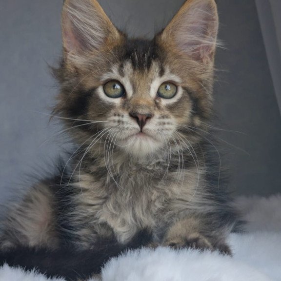 Maine Coon EZ Pilar