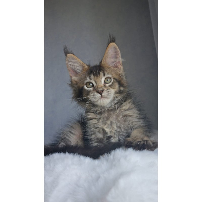 Maine Coon EZ Pilar