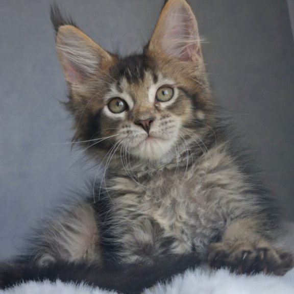 Maine Coon EZ Pilar