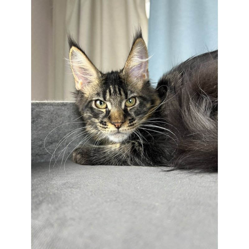 Maine Coon EZ Necko