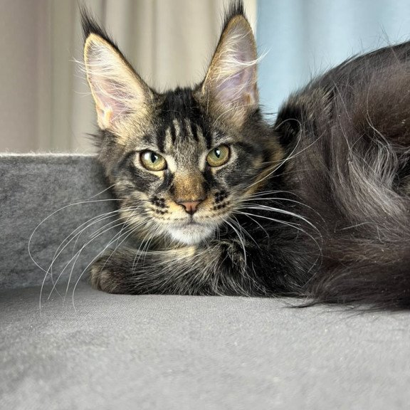 Maine Coon EZ Necko